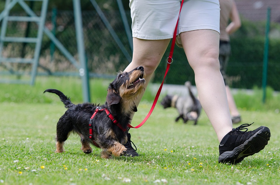 10 Proven Obedience Training Techniques to Transform Your Dog’s Behavior