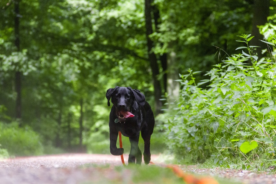 leash training