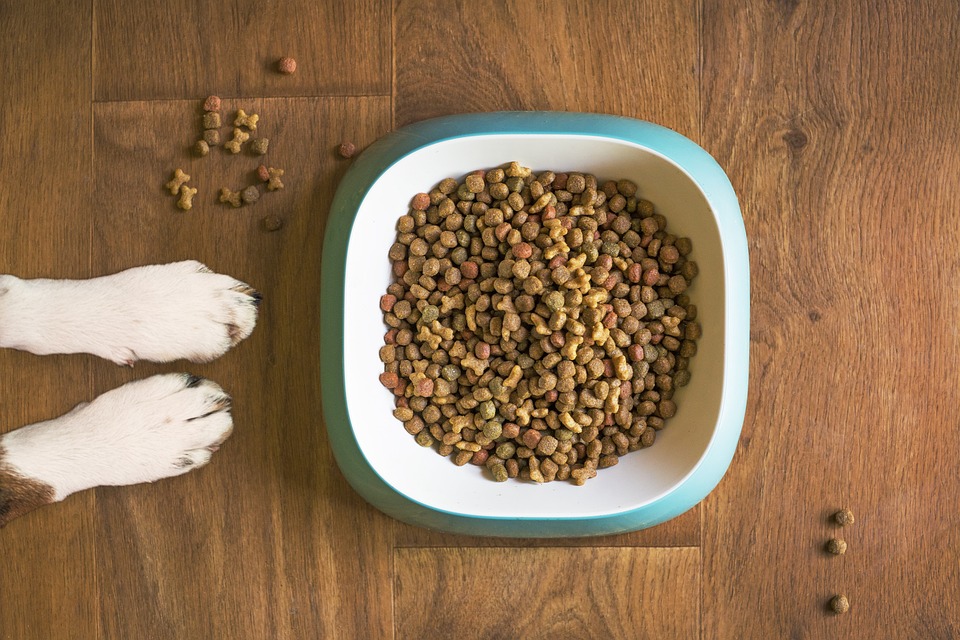 Top 10 Nutritious Dog Food Brands in 2024 for Healthier, Happier Pets