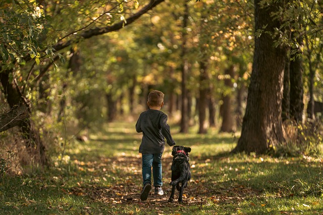 Mastering Essential Dog Commands: A Comprehensive Guide to Train Your Canine Companion