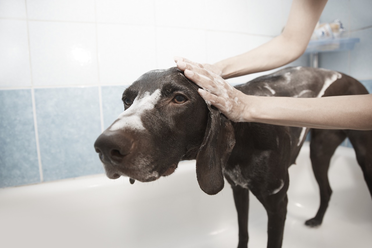 Essential Guide to Dog Bathing: Top Tips for a Happy, Healthy Pup