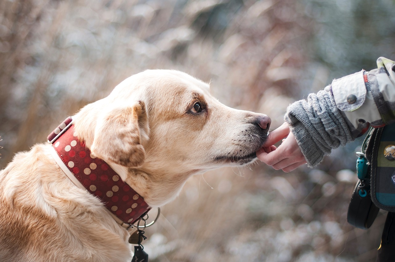 Top 10 Healthy Dog Treats Your Furry Friend Will Love in 2024