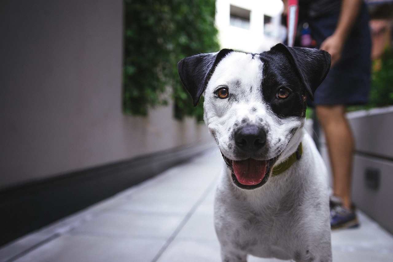 10 Expert Tips for Hassle-Free Dog Nail Trimming: Safe and Stress-Free Grooming