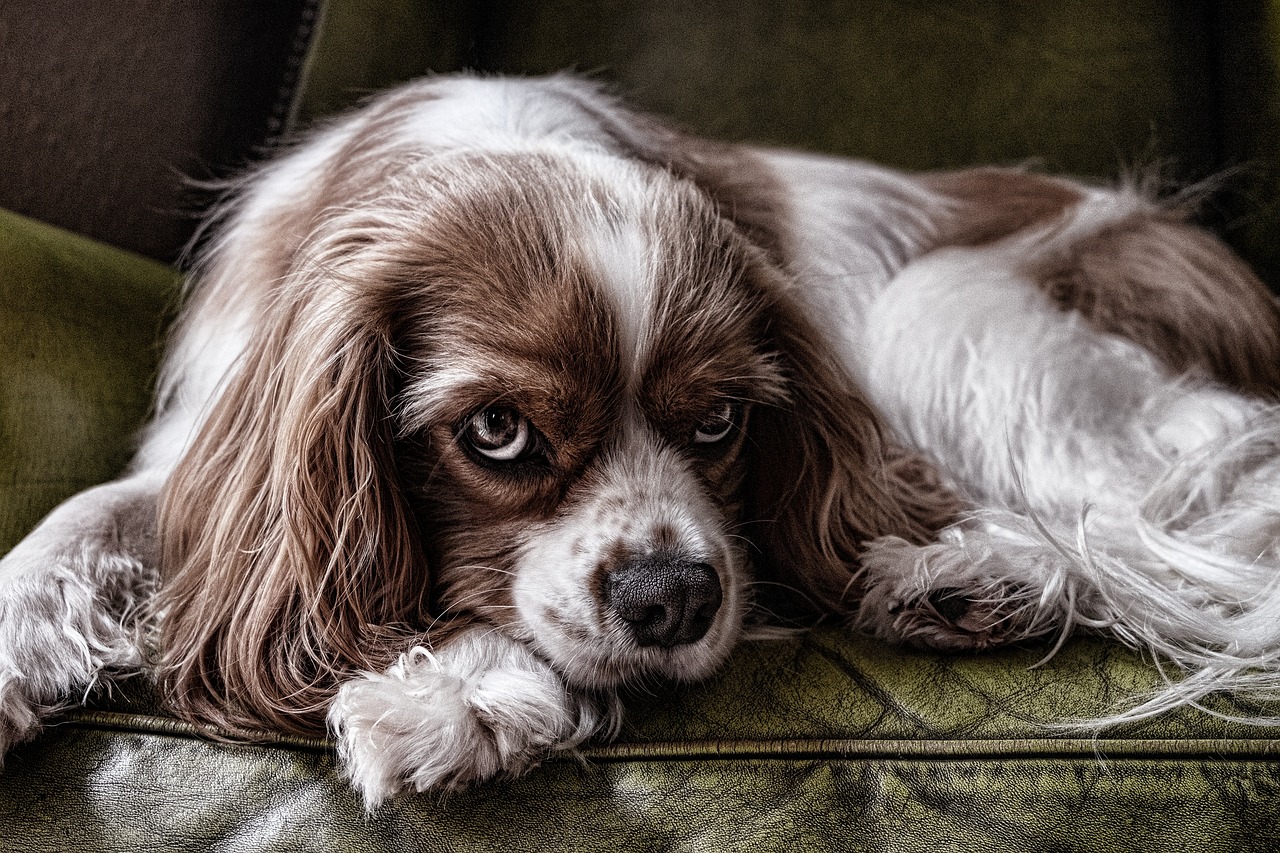 Ultimate Guide to Dog Brushing: Tips, Techniques, and Tools for a Healthy Coat