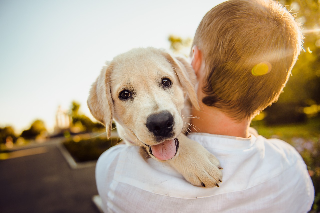 Ultimate Dog Grooming Schedule: The Best Guide to Keep Your Pup Clean and Healthy All Year Round