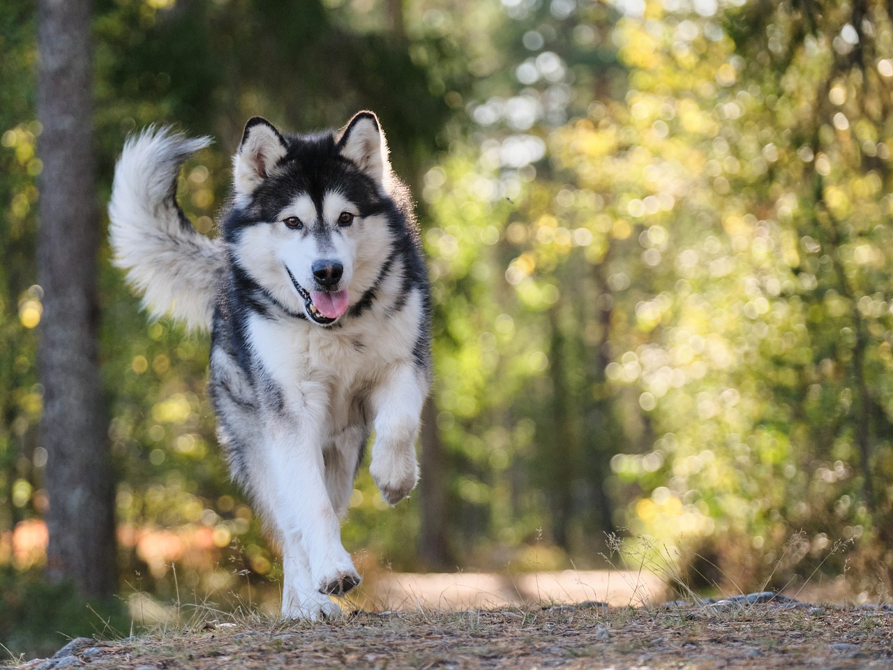 Master Clicker Training: Transform Your Dog’s Behavior with Positive Reinforcement Techniques