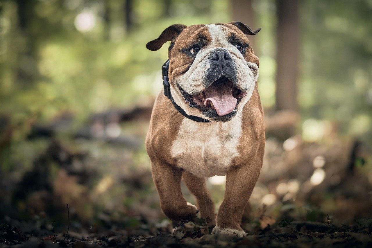 Essential Dog Health Care Tips: Keep Your Furry Friend Happy and Healthy