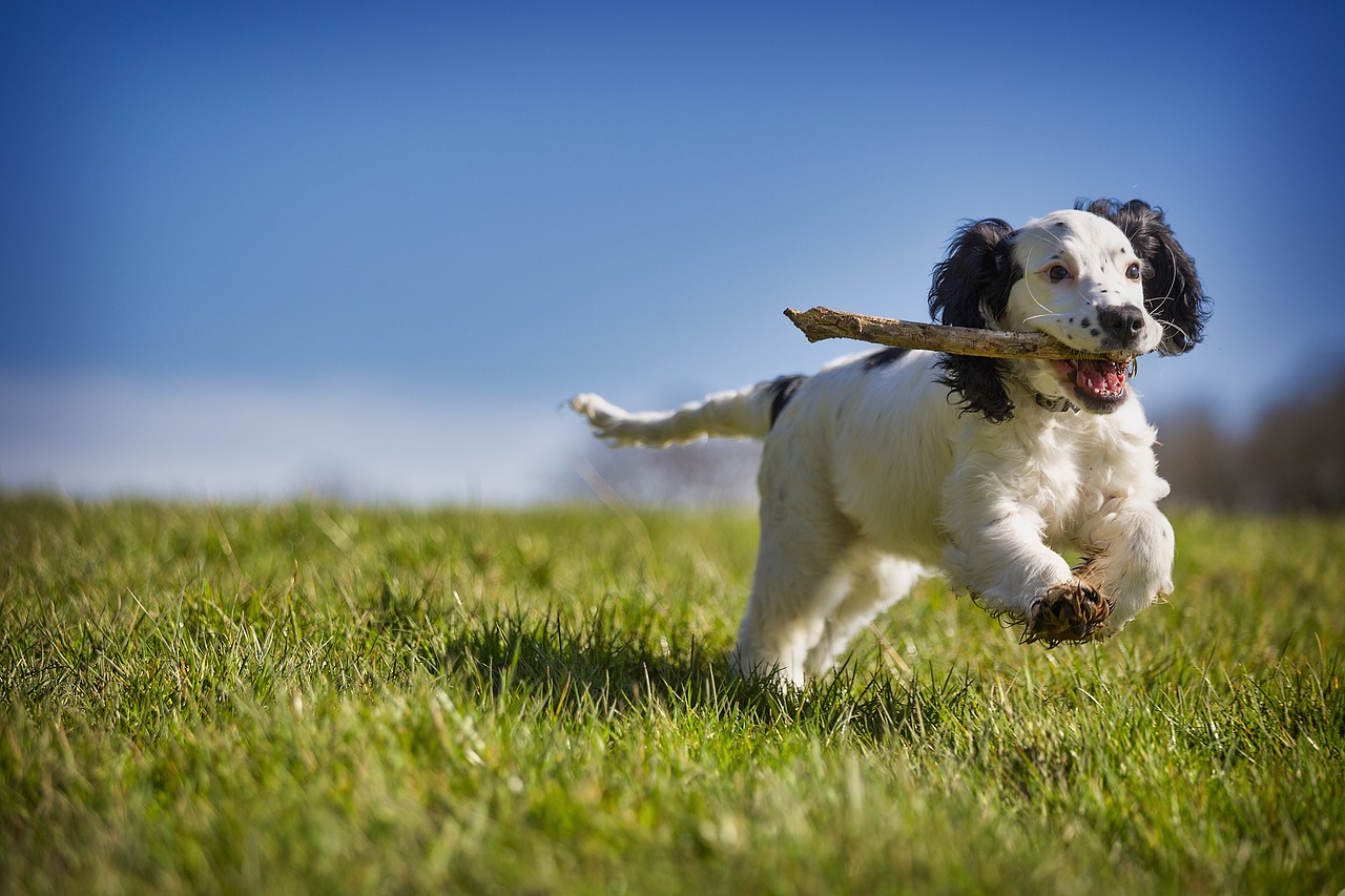 Effective Strategies to Manage Canine Arthritis: Tips for Keeping Your Dog Active and Pain-Free