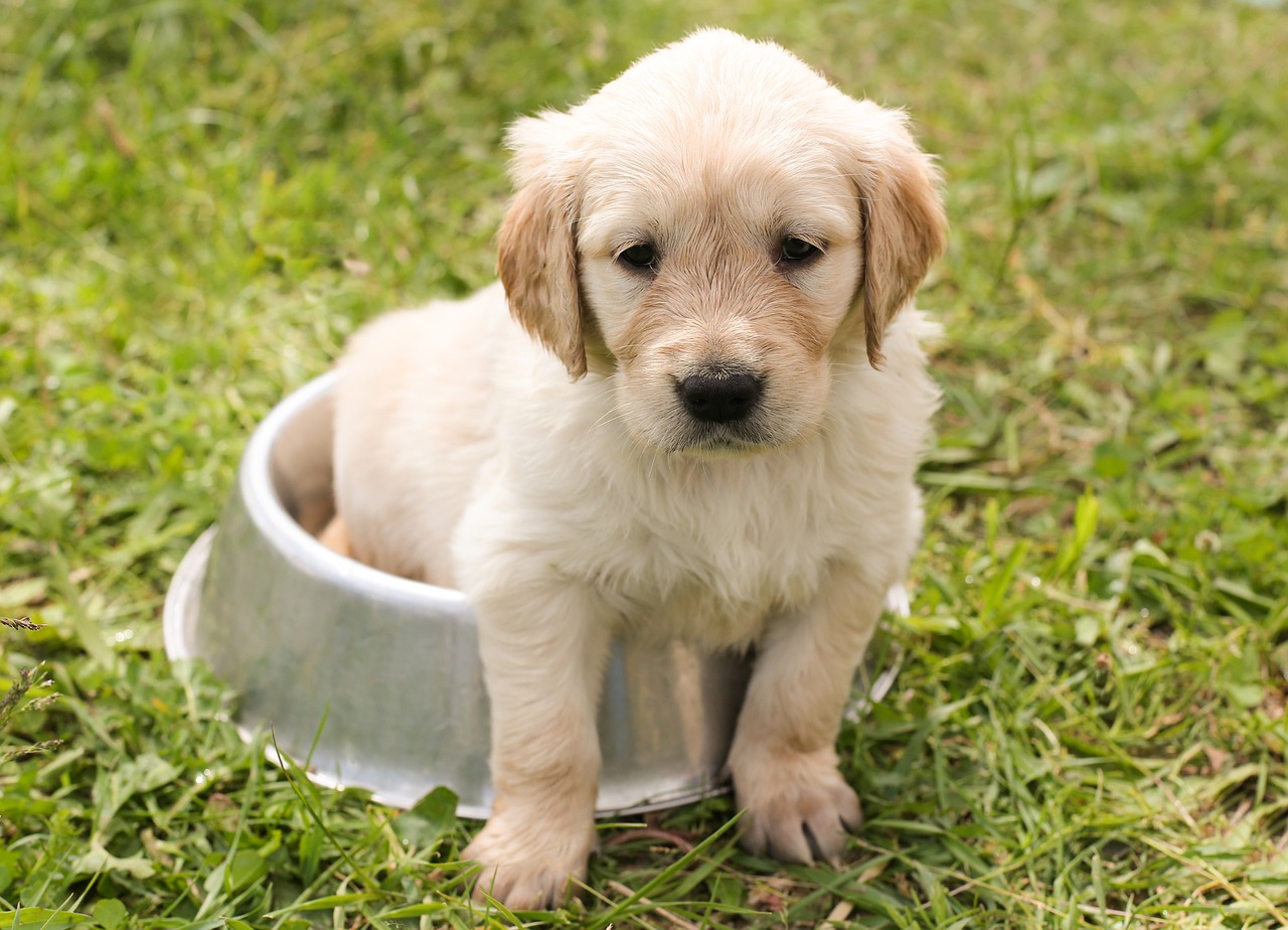 Dog Weight Management: Expert Tips for a Healthier, Happier Pet