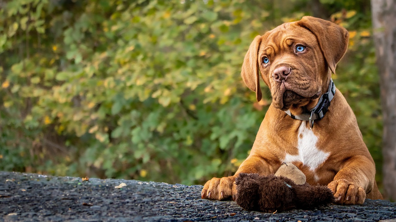 Top 10 Essential Nutrients for a Balanced Dog Diet: Expert Tips for Optimal Canine Health