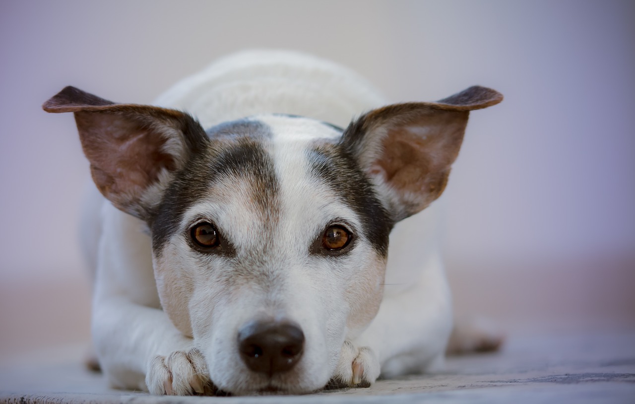 Effective Dog Discipline: 10 Proven Strategies to Train Your Furry Friend Without Force