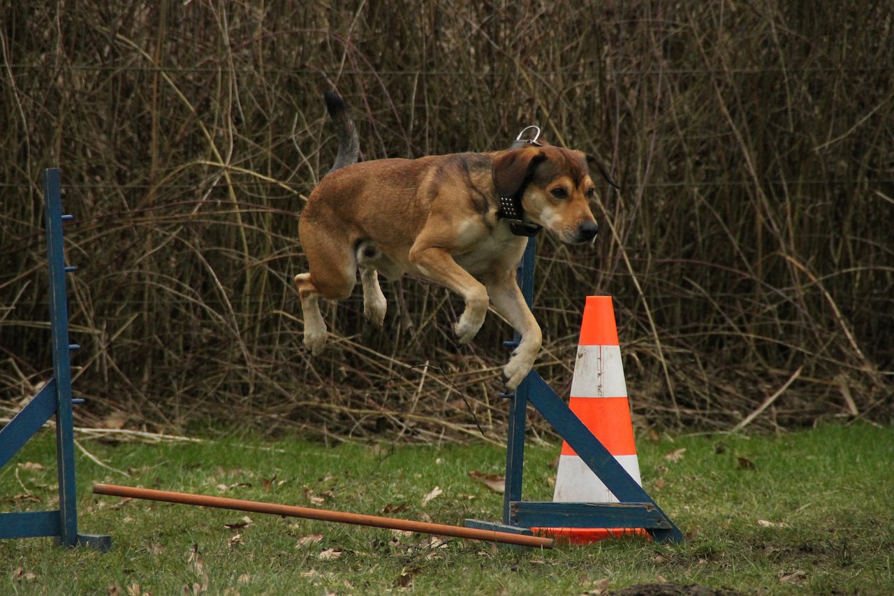 Top 10 Effective Dog Exercise Routines: Keep Your Furry Friend Fit and Happy