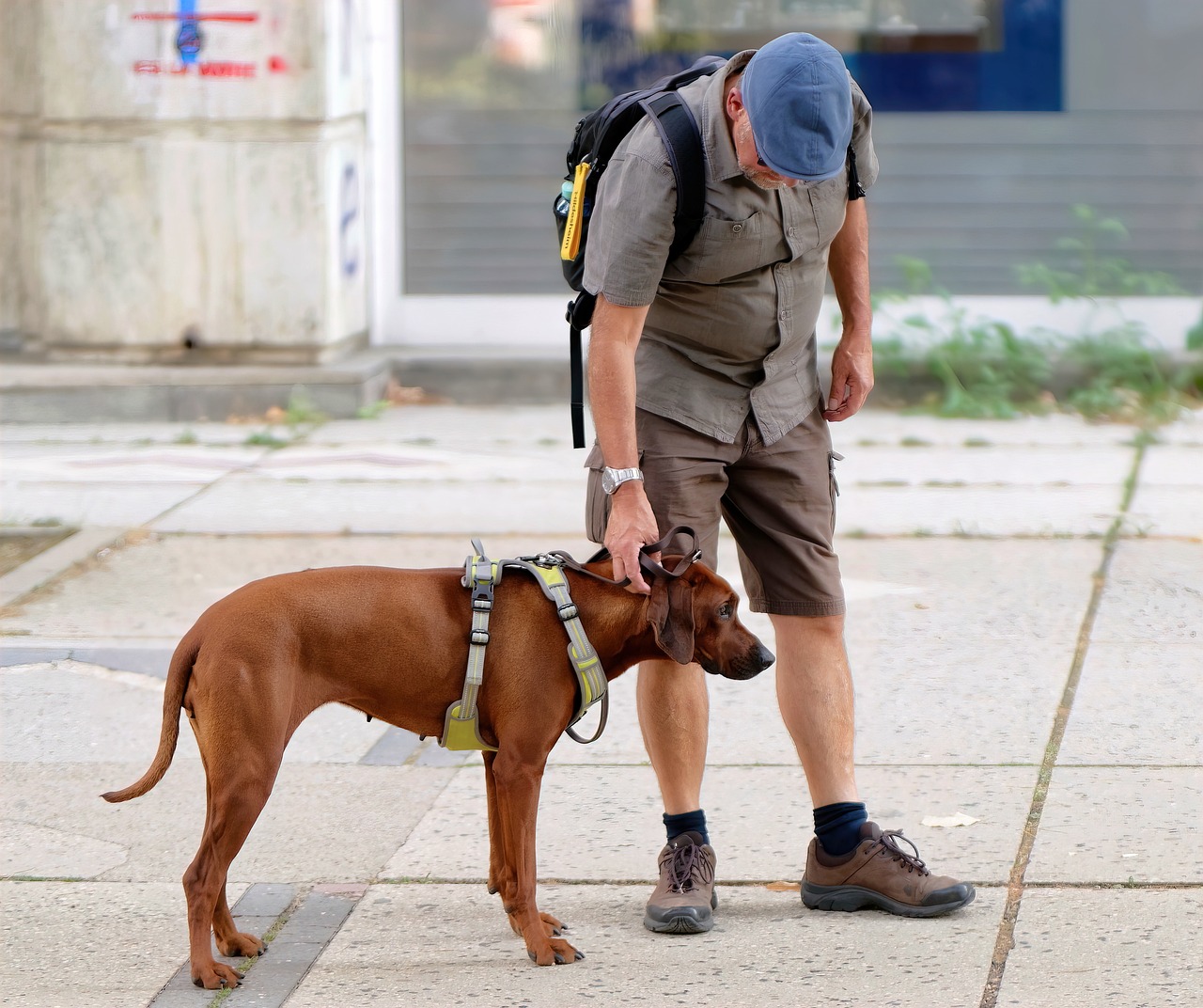 Top 10 Dog Trainers Near You: Expert Tips for Finding the Best Canine Coach in 2024